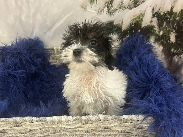 Yorkie-Poo-DOG-Female-Black and White-11404-Petland Monroeville, PA