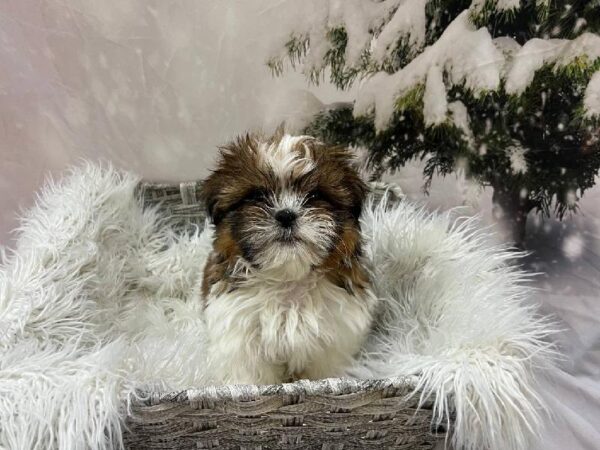 Shih Tzu-DOG-Male-Red and White-11548-Petland Monroeville, PA