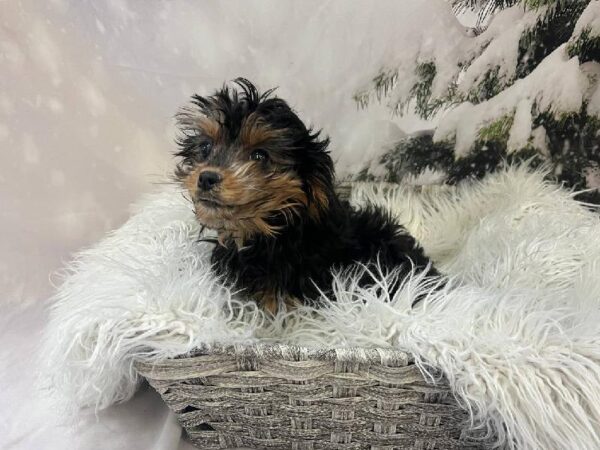 Cavapoo-DOG-Female-Black / Tan-11553-Petland Monroeville, PA