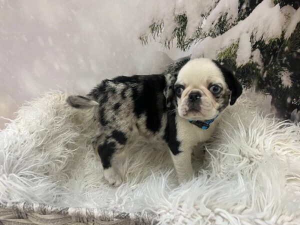 Pug-DOG-Male-Koi-11566-Petland Monroeville, PA