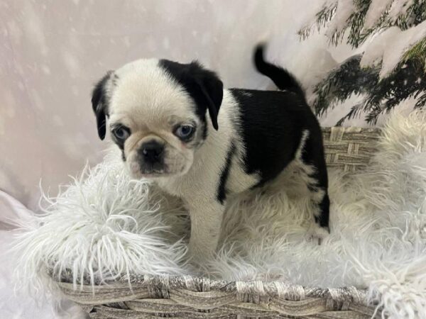 Pug-DOG-Male-Koi-11567-Petland Monroeville, PA