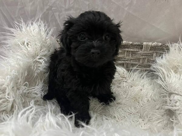 Havapoo-DOG-Female-Black-11585-Petland Monroeville, PA