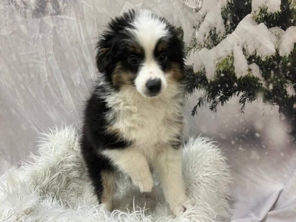 Toy Australian Shepherd-DOG-Male-Black Brown and White-11583-Petland Monroeville, PA