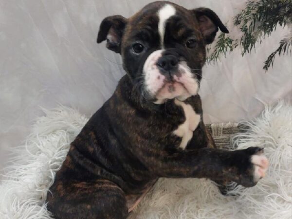 Old English Bulldog-DOG-Female-Brindle and White-11579-Petland Monroeville, PA