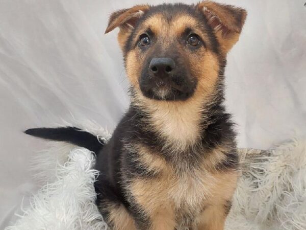 German Shepherd-DOG-Female-Black and Tan-11577-Petland Monroeville, PA