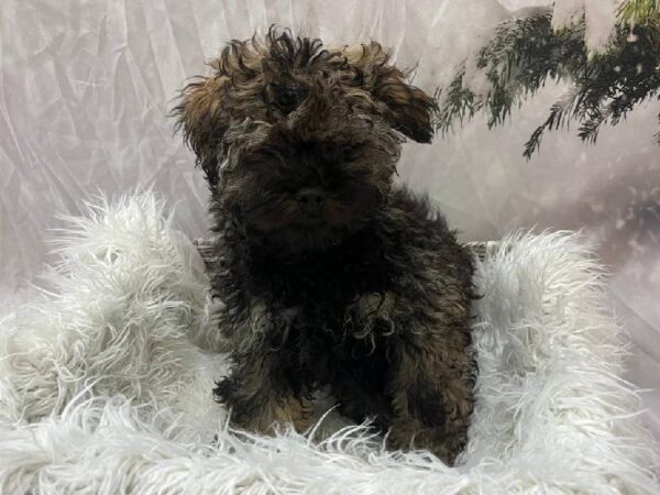 Lhasa-Poo-DOG-Female-Grizzle-11581-Petland Monroeville, PA