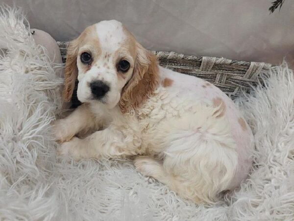 Cocker Spaniel-DOG-Female-Buff and White-11586-Petland Monroeville, PA
