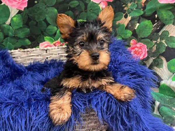 Silky Terrier-DOG-Male-Black / Tan-11617-Petland Monroeville, PA