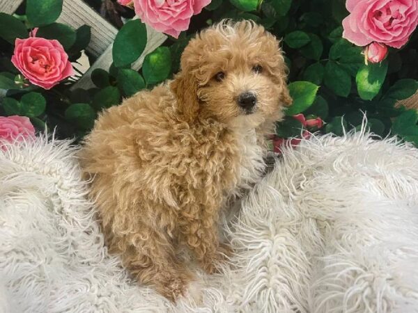 Bichon- Poo-DOG-Male-Apricot-11616-Petland Monroeville, PA
