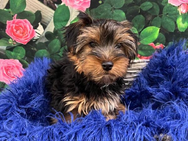 Yorkie-DOG-Male-Black / Tan-11607-Petland Monroeville, PA