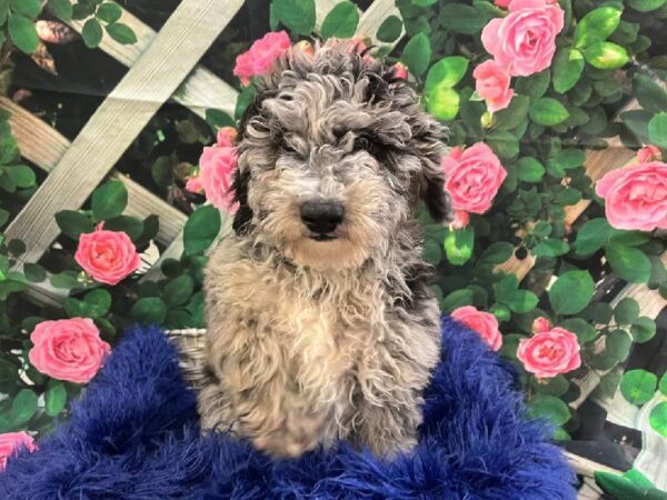 Mini Sheepadoodle-DOG-Male-Blue Merle-11608-Petland Monroeville, PA
