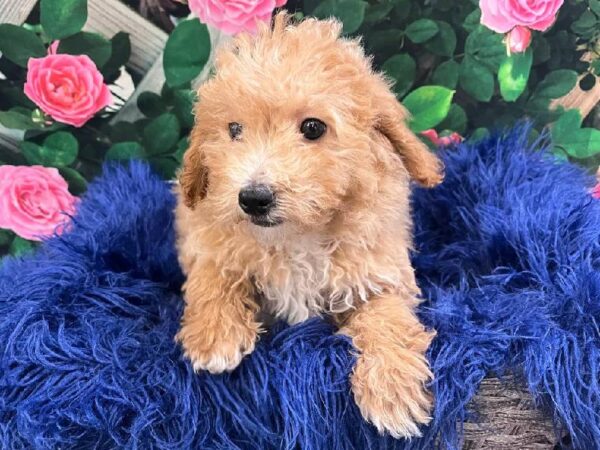 Bichon- Poo-DOG-Female-Apricot-11615-Petland Monroeville, PA