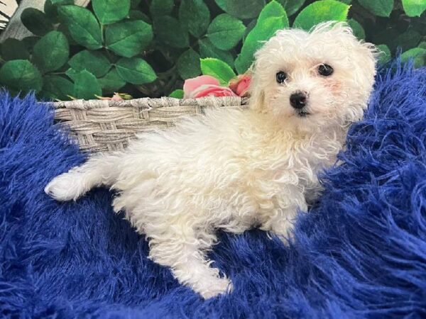 Bichon-DOG-Female-White-11618-Petland Monroeville, PA