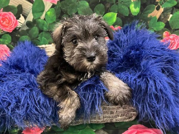 Mini Schnauzer-DOG-Male-Salt / Pepper-11619-Petland Monroeville, PA