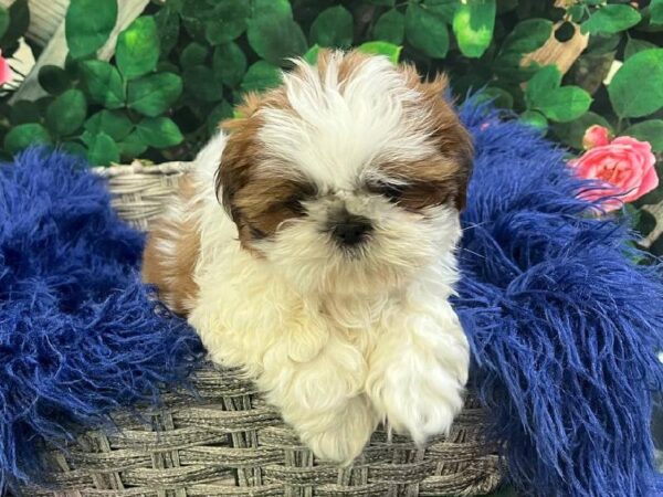Teddy Bear-DOG-Female-Brown / White-11620-Petland Monroeville, PA
