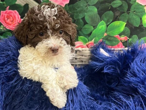 Poodle-DOG-Female-Chocolate-11621-Petland Monroeville, PA