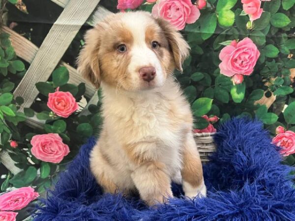 Australian Shepherd-DOG-Male-Red Merle-11623-Petland Monroeville, PA