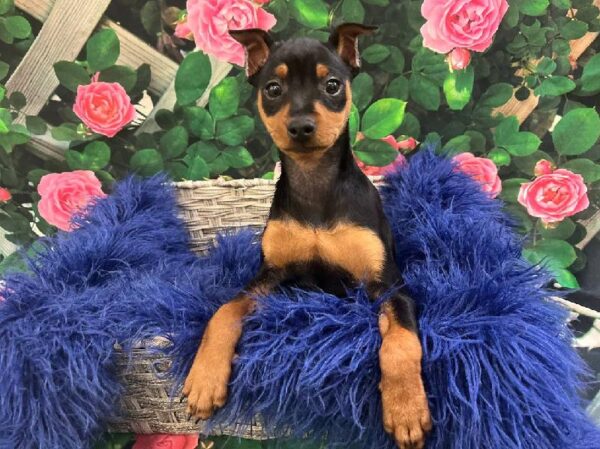 Min Pin-DOG-Female-Black / Rust-11625-Petland Monroeville, PA