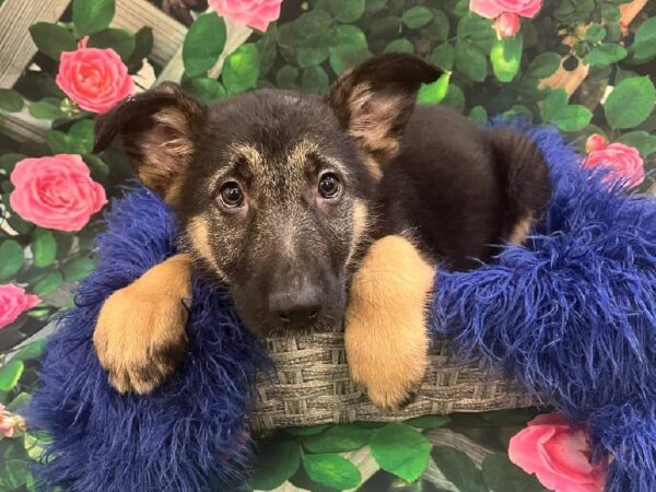 German Shepherd-DOG-Male-Black / Tan-11626-Petland Monroeville, PA