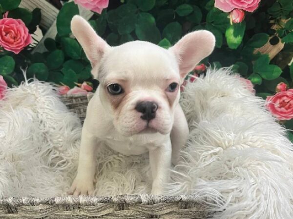 French Bulldog-DOG-Female-White-11627-Petland Monroeville, PA