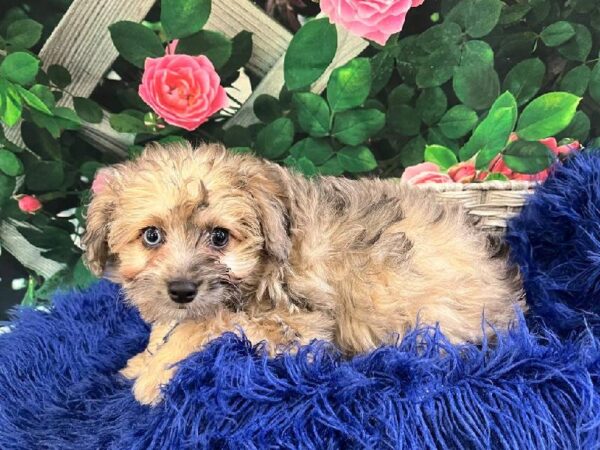 Mini AussiePoo-DOG-Female-Sable-11629-Petland Monroeville, PA