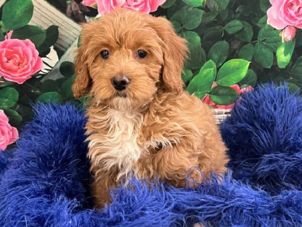 Mini Goldendoodle 2nd Gen.-DOG-Female-Apricot-11631-Petland Monroeville, PA