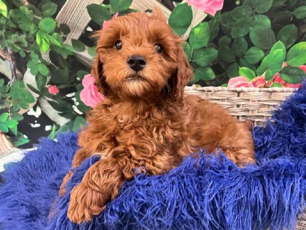 Maltipoo-DOG-Male-Red-11632-Petland Monroeville, PA