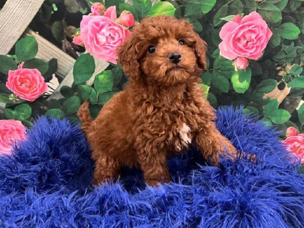 Maltipoo-DOG-Female-Red-11633-Petland Monroeville, PA