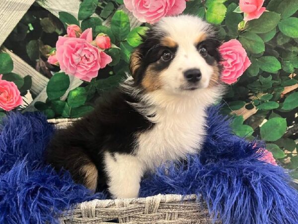 Miniature American Shepherd-DOG-Female-Black White and Tan-11641-Petland Monroeville, PA