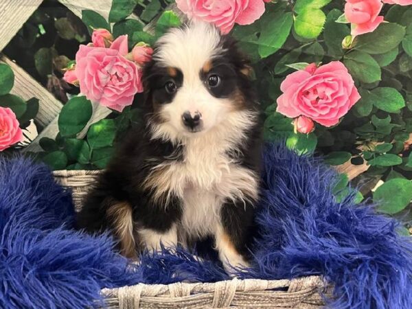 Miniature American Shepherd-DOG-Male-Black White and Tan-11640-Petland Monroeville, PA