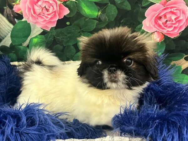 Pekingese-DOG-Female-Fawn Sable-11644-Petland Monroeville, PA