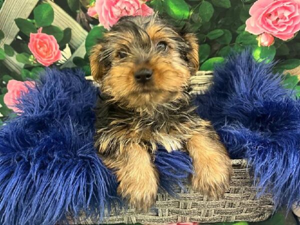 Yorkie-DOG-Male-Black and Tan-11642-Petland Monroeville, PA