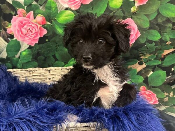 Mini AussiePoo-DOG-Male-Black-11643-Petland Monroeville, PA