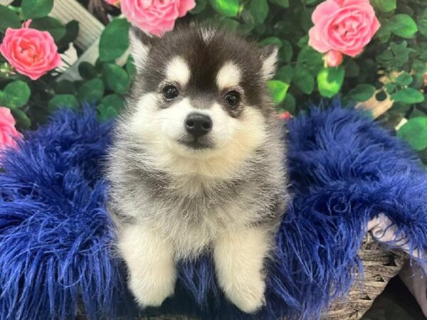 Pomsky 2nd gen.-DOG-Female-Black / White-11652-Petland Monroeville, PA