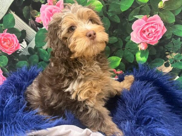 Mini Bernedoodle 2nd Gen-DOG-Male-Chocolate Merle-11645-Petland Monroeville, PA