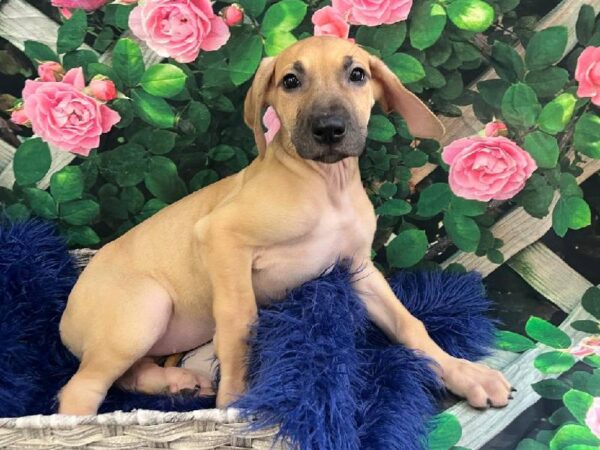 Great Dane-DOG-Female-Fawn-11664-Petland Monroeville, PA