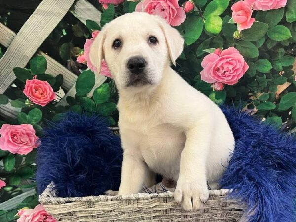 Labrador Retriever-DOG-Male-Yellow-11665-Petland Monroeville, PA
