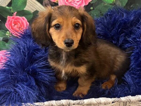 Dachshund-DOG-Male-Wild Boar-11678-Petland Monroeville, PA
