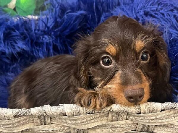 Dachshund-DOG-Male-Chocolate / Tan-11675-Petland Monroeville, PA