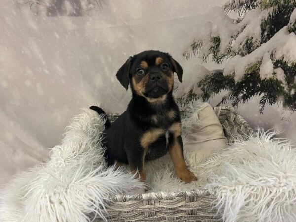 Puggle-DOG-Male-Black & Tan-11452-Petland Monroeville, PA