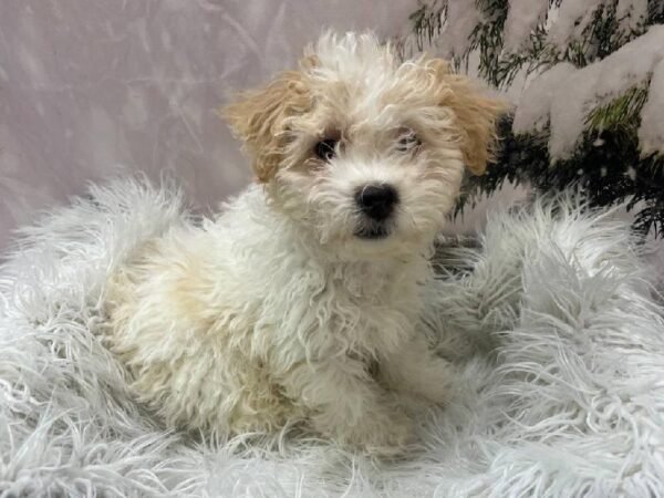 Yochon-DOG-Male-Gold-11530-Petland Monroeville, PA