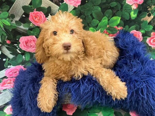 Mini Labradoodle 2nd Gen-DOG-Female-Apricot-11610-Petland Monroeville, PA