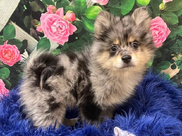 Pomeranian-DOG-Male-Blue Merle-11649-Petland Monroeville, PA