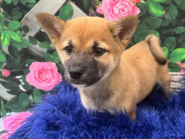 Shiba Inu-DOG-Female-Red Sesame-11648-Petland Monroeville, PA