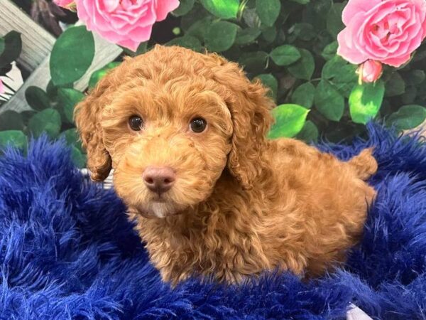 Cockapoo-DOG-Male-Apricot-11647-Petland Monroeville, PA