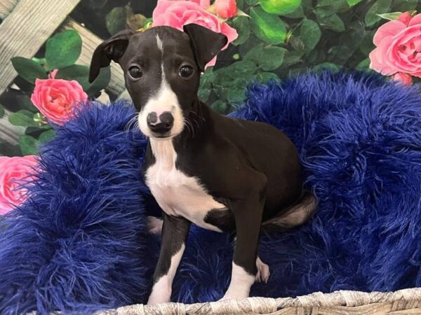 Italian Greyhound-DOG-Female-Gray / White-11680-Petland Monroeville, PA