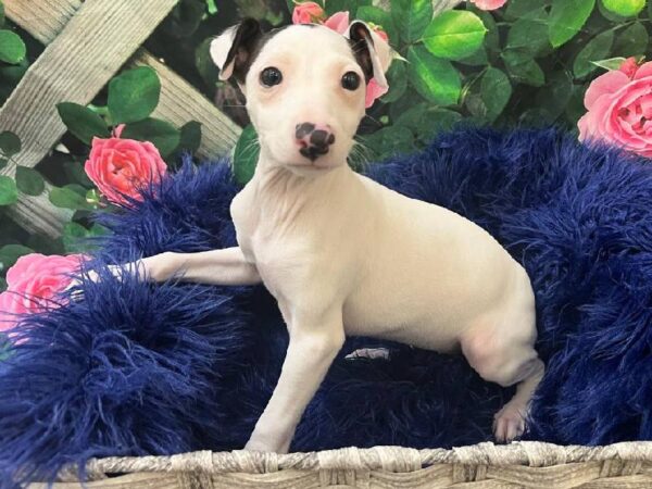 Italian Greyhound-DOG-Female-White-11679-Petland Monroeville, PA