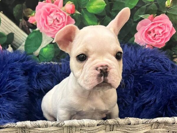 French Bulldog-DOG-Female-Cream-11674-Petland Monroeville, PA