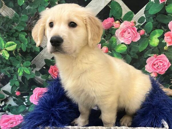 Golden Retriever-DOG-Male-Golden-11673-Petland Monroeville, PA