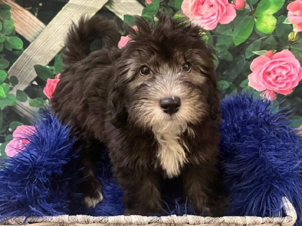 Mini Sheepadoodle-DOG-Male-Black-11671-Petland Monroeville, PA